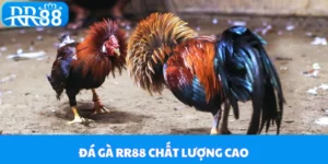 Đá Gà RR88 - Điểm Đến Lý Tưởng Cho Người Đam Mê Chọi Kê