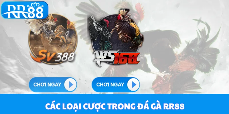 Các loại cược trong đá gà RR88