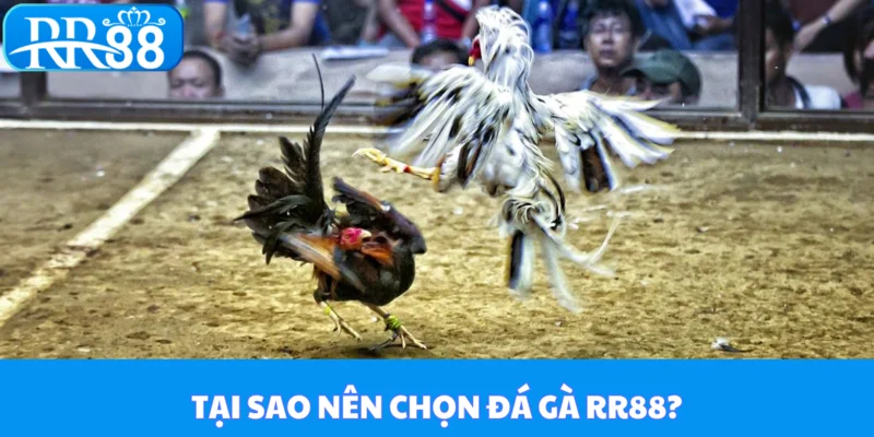 Tại sao nên chọn đá gà tại RR88?